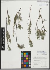 Foto von Salix repens subsp. rosmarinifolia (L.) Andersson